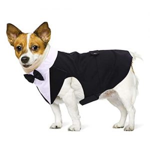 vestido para perro bichon maltes de boda