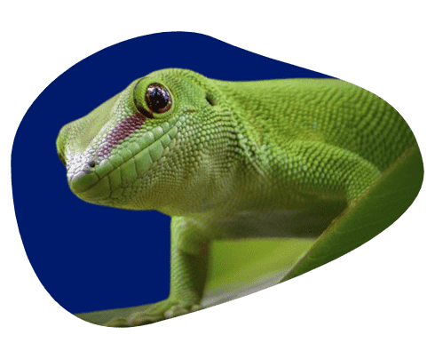 Listado de productos para Alegrar a tus Reptiles / Anfibios Hoy