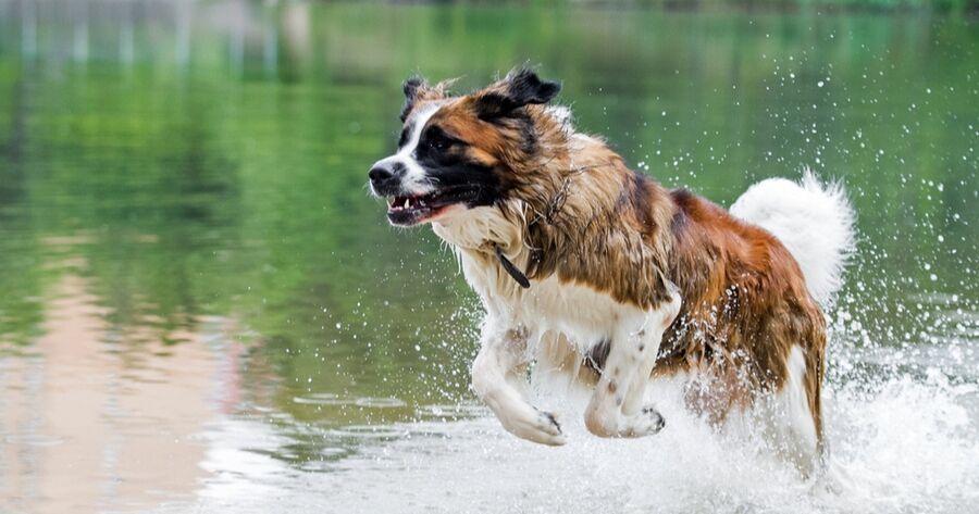 Perro guardián de Moscú en el agua